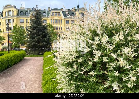 Busch der Weide sind ganze blättrige Japaner, Hakuro Nishiki. Salix integra, dekorative Gartenpflanze weiße und grüne Blätter. Umweltfreundliches Stadtumfeld Stockfoto