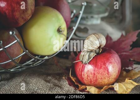 Große Traubenschnecke kriecht über einen schönen Apfel. Große Schnecke aus der Nähe auf einer Schachtel Äpfel. Geringe Schärfentiefe, selektiver Fokus . Stockfoto