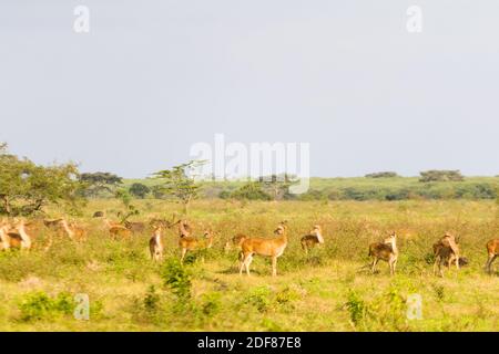 Ein wilder indischer Muntjac im Baluran-Nationalpark im Situbondo Regency, Ost-Java, Indonesien Stockfoto