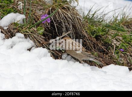 Flachfink (Leucosticte nemoricola altaica) Erwachsene Fütterung im Schnee Linie Ili-Alatau NP, Kasachstan Mai Stockfoto