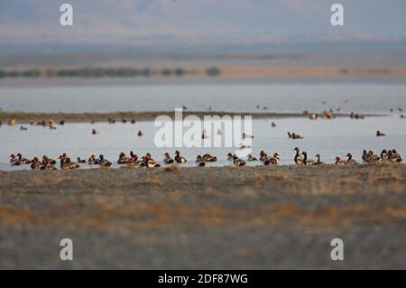 Rotkaschendelschar (Netta rufina) Flock loafing in Untiefen See Alakol, Kasachstan Juni Stockfoto