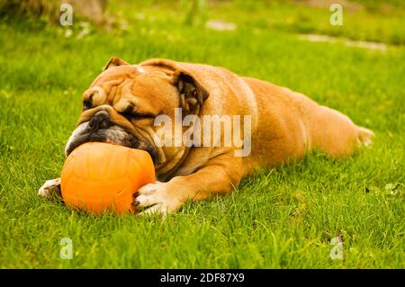 Reinrassige englische Bulldog - Ballspiel auf grünem Rasen. Hund liegt auf Gras und beißt spielerisch die orange Kugel. Stockfoto