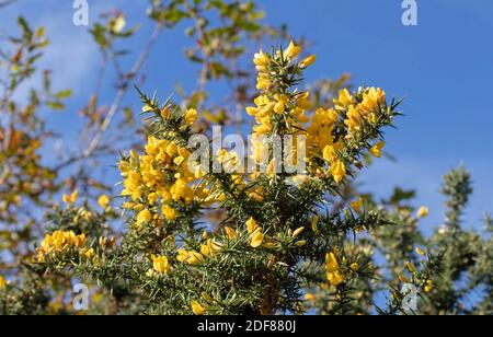 Gorse, Furze oder Whin Pflanze mit leuchtend gelben Blüten. Ulex europaeus Zweig mit Blättern, die zu grünen Dornen modifiziert wurden. Immergrüner Strauch. Stockfoto