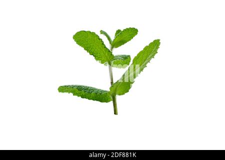 Minzblätter isoliert auf weiß. Mentha oder Pfefferminzzweig. Stockfoto