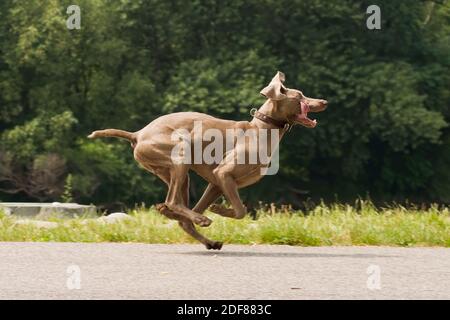 Reinrassige Weimaraner Hund in lustige Pose. Laufendes Weimarer Haustier mit geschlägerten Ohren und Zunge auf Asphaltstraße. Grünes, üppiges Laub im Hintergrund. SPA kopieren Stockfoto