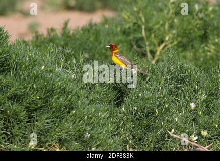 Rotkopfhämmer (Emberiza bruniceps) auf der Busch-Taukum-Wüste, Kasachstan Mai Stockfoto