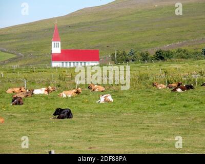 Rote Kirche in leerer Landschaft in Island Stockfoto