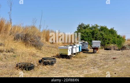 Bienenstöcke auf alten Autoreifen in brauner, trockener Landschaft des ländlichen Südens Zyperns Stockfoto