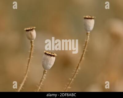 Samenkapseln von te Mais Mohn Blume, selektive Fokus mit cremig beige Boke Hintergrund - Papaver Rhoeas Stockfoto