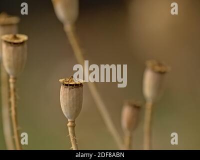 Samenkapseln von te Mais Mohn Blume, selektive Fokus mit cremig beige Boke Hintergrund - Papaver Rhoeas Stockfoto