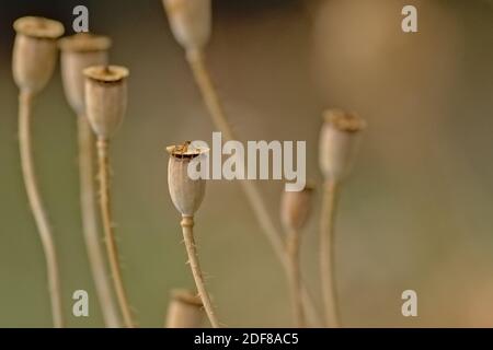 Samenkapseln von te Mais Mohn Blume, selektive Fokus mit cremig beige Boke Hintergrund - Papaver Rhoeas Stockfoto