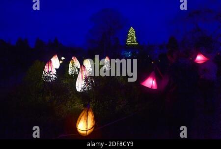 Wakehurst , Haywards Heath UK 3. Dezember 2020 - Besucher genießen die Eröffnungsnacht des Glow Wild Laternenpfades am Wakehurst in Sussex, der in diesem Jahr verborgene Helden der Natur feiert. Zu den Highlights gehören riesige schwimmende Löwenzahn-Samenköpfe, ein Märchenpilzfeld und der höchste Weihnachtsbaum Großbritanniens : Credit Simon Dack / Alamy Live News Stockfoto