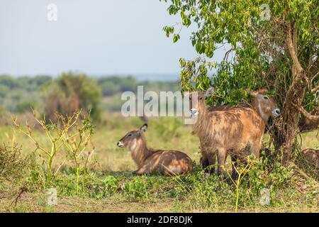 Herde des weiblichen Defassa-Wasserbucks (Kobus ellipsiprymnus defassa), Queen Elizabeth National Park, Uganda. Stockfoto