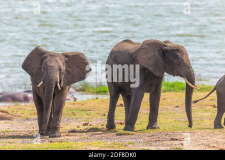 Elefantenherde Trinkwasser im Queen Elizabeth National Park, Uganda. Stockfoto