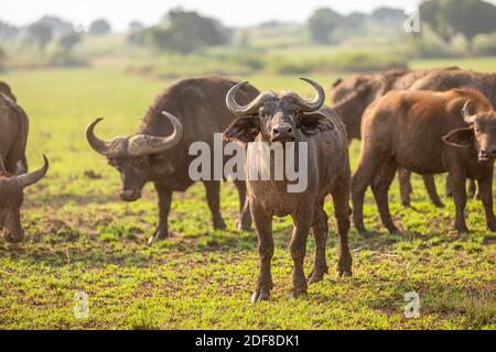 Horde of African Buffalo (Syncerus Caffer), Queen Elizabeth National Park, Uganda. Stockfoto