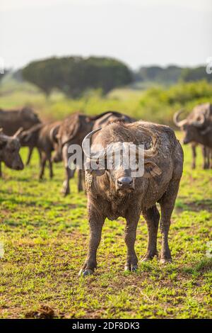 Horde of African Buffalo (Syncerus Caffer), Queen Elizabeth National Park, Uganda. Stockfoto