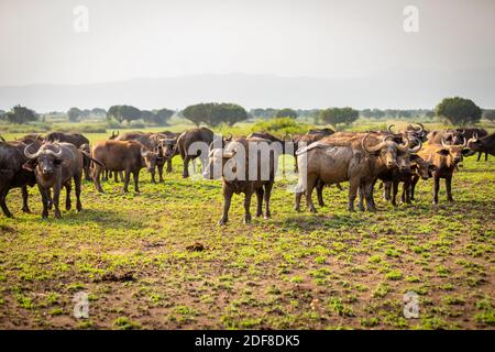 Horde of African Buffalo (Syncerus Caffer), Queen Elizabeth National Park, Uganda. Stockfoto