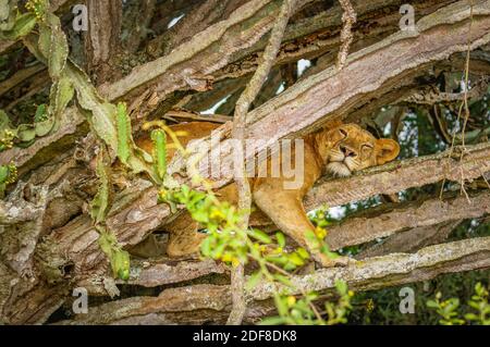 Baum kletternder Löwe in Ishasha, Queen Elizabeth National Park, Uganda. Stockfoto