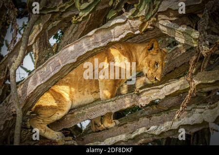 Baum kletternder Löwe in Ishasha, Queen Elizabeth National Park, Uganda. Stockfoto