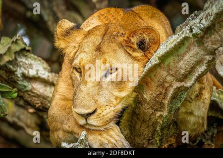 Baum kletternder Löwe in Ishasha, Queen Elizabeth National Park, Uganda. Stockfoto