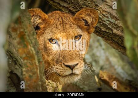 Baum kletternder Löwe in Ishasha, Queen Elizabeth National Park, Uganda. Stockfoto