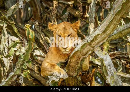 Baum kletternder Löwe in Ishasha, Queen Elizabeth National Park, Uganda. Stockfoto