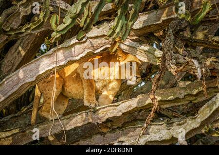 Baum kletternder Löwe in Ishasha, Queen Elizabeth National Park, Uganda. Stockfoto