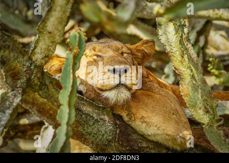 Baum kletternder Löwe in Ishasha, Queen Elizabeth National Park, Uganda. Stockfoto