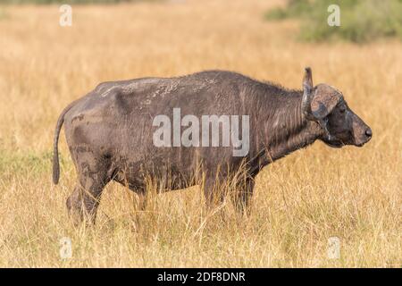 Alter männlicher afrikanischer Buffalo (Syncerus Caffer), Queen Elizabeth National Park, Uganda. Stockfoto