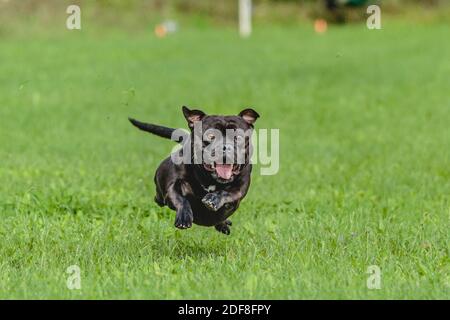 Staffordshire Bull Terrier Hund läuft auf dem Feld auf Wettbewerb Stockfoto