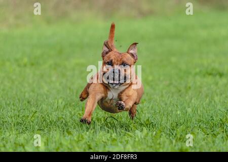 Staffordshire Bull Terrier Hund läuft auf dem Feld auf Wettbewerb Stockfoto