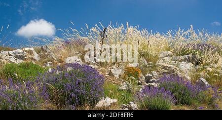 Blauer Lavendel, orangefarbene Blüten, grüne und trockene Gräser mit klarem blauen Himmel in der provence im Sommer Stockfoto