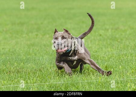 American Pit Bull Terrier läuft auf dem Feld Stockfoto