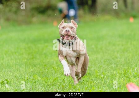 American Pit Bull Terrier läuft auf dem Feld Stockfoto