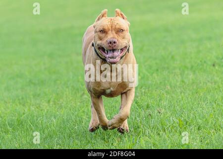 American Pit Bull Terrier läuft auf dem Feld Stockfoto