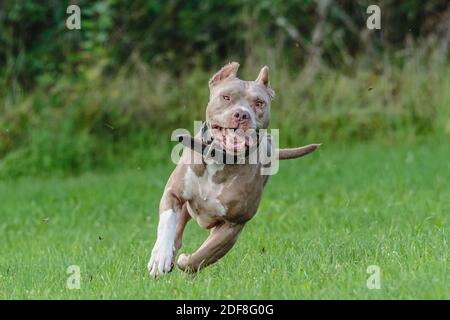 American Pit Bull Terrier läuft auf dem Feld Stockfoto