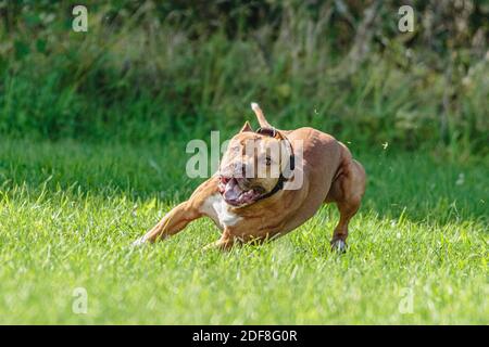 American Pit Bull Terrier läuft auf dem Feld Stockfoto