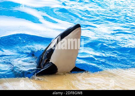 Wunderschöner Killerwal, der eine Marineshow macht. Teneriffa, Kanarische Inseln. Stockfoto