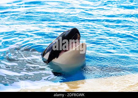 Wunderschöner Killerwal, der eine Marineshow macht. Teneriffa, Kanarische Inseln. Stockfoto