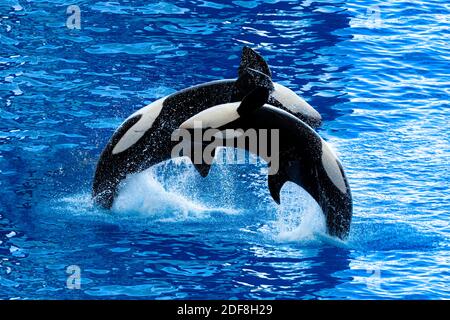 Wunderschöner Killerwal, der eine Marineshow macht. Teneriffa, Kanarische Inseln. Stockfoto