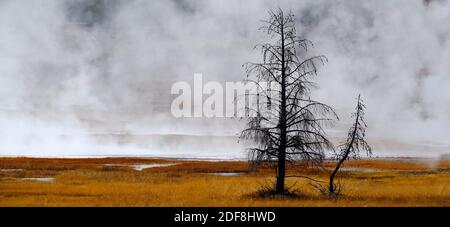 Geysire und Dampf aus heißen Quellen, die im Yellowstone National aufsteigen Parken Stockfoto