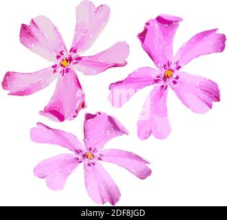 Illustration von schönen sanften rosa räumliche Blumen isoliert auf weißem Hintergrund. Einzelne Phlox subulata Blumen geeignet für einzigartige Anordnung. Vec Stock Vektor