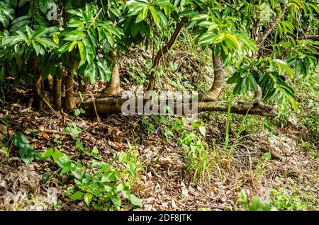 Ein teilweise entwurzelter Graviola-Baum hat seinen Hauptstamm, der paralel zum Boden liegt, während die Äste nach oben wachsen und Sub-Branc aussenden Stockfoto