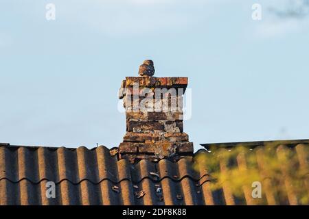 Kleine Eule sitzt auf dem Kamin in der Abendsonne Stockfoto