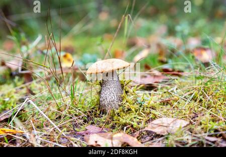 Essbare Steinpilze im grünen Gras im Herbstwald Stockfoto