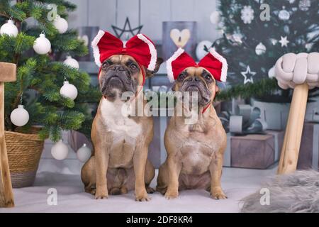 Ein Paar französische Bulldoggen, die mit festlichem Rot verkleidet sind Bänder auf Köpfen sitzen zwischen Weihnachtsbaum mit Kugeln und Geschenkschachteln in verschwommener Backgrou Stockfoto
