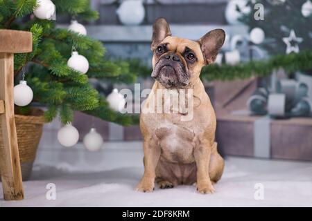 Schöne französische Bulldog Hund sitzt neben festlichen Weihnachtsbaum Mit weißen Kugeln und Geschenkboxen in verschwommenem Hintergrund Stockfoto