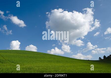 Grüner Hügel mit weißen Wolken Stockfoto