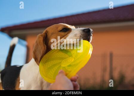Tauziehen mit Beagle Hund im Hinterhof. Stockfoto