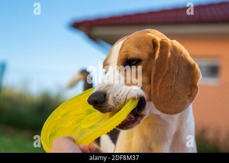 Tauziehen mit Beagle Hund im Hinterhof. Stockfoto